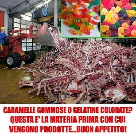 Carcasse di animale che diventano caramelle gommose