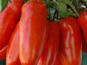 L’alta qualità pomodoro campano pericolo