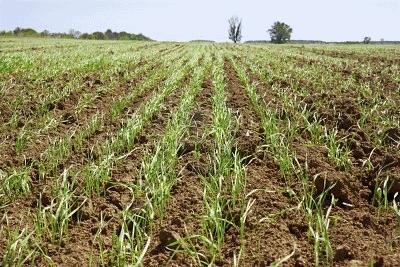 Tipi di Germogli - Parte 1