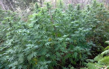 napoli piantagione cannabis