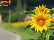 girasoli