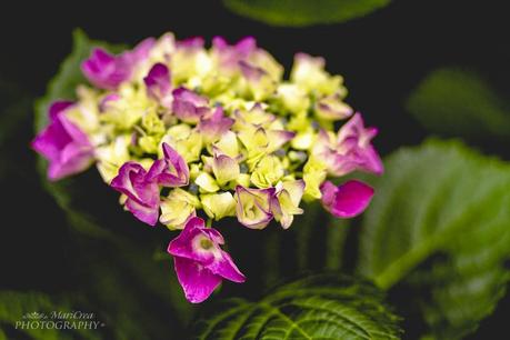 Mari Crea Photography