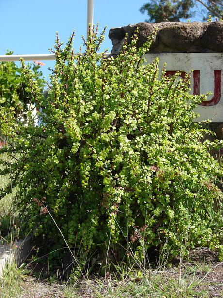 La Portulaca Afra