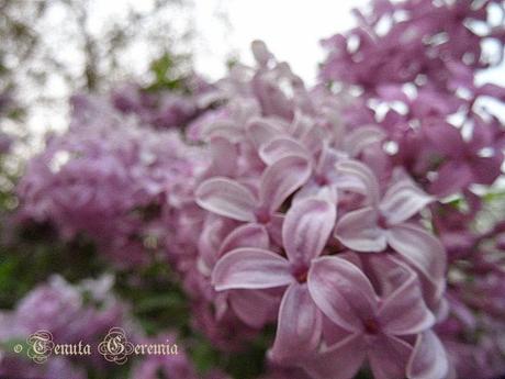 Shades of mauve, joys of Spring.