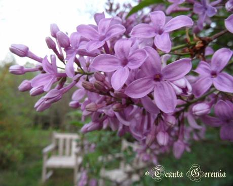 Shades of mauve, joys of Spring.