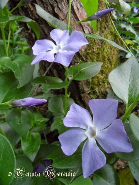 Shades of mauve, joys of Spring.