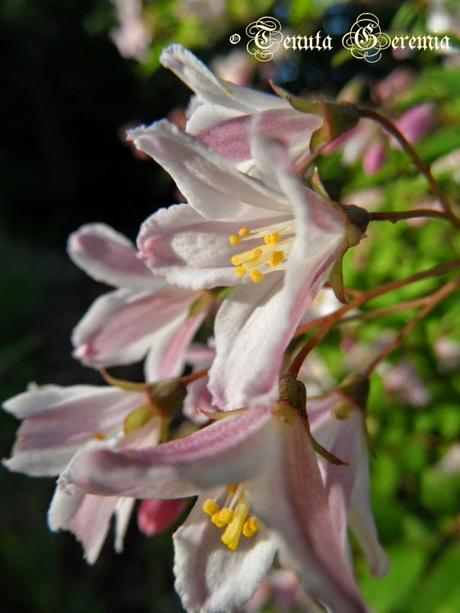 Shades of mauve, joys of Spring.