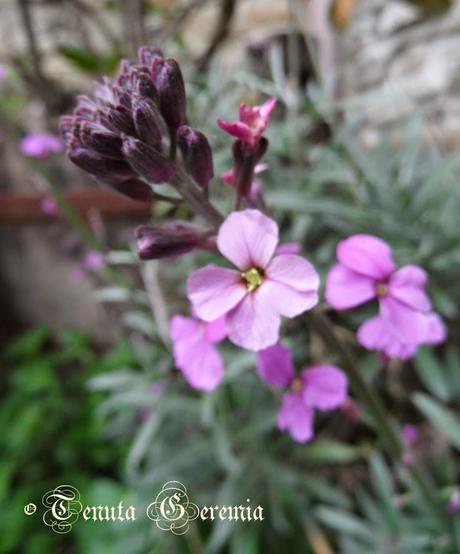 Shades of mauve, joys of Spring.