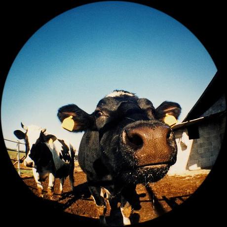 Lomo fisheye (6)