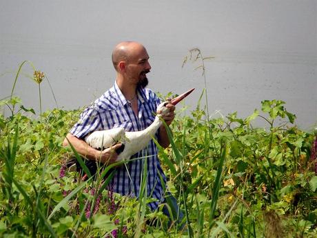 Dopo un mese di cure torna a volare la cicogna ferita