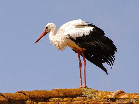 Dopo un mese di cure torna a volare la cicogna ferita