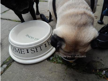 Gelato per Cani al Coach House Coffee Shop a Luss