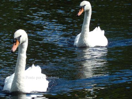 Cigni a Loch Lomond