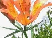 LILIUM BULBIFERUM Monte Baldo