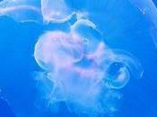 Meduse: cosa fare caso contatto
