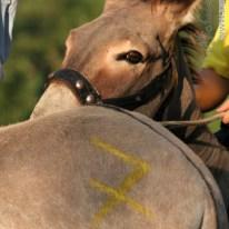 Palio dei Ciuchi di Barontoli