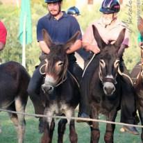 Palio dei Ciuchi di Barontoli