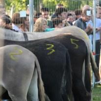 Palio dei Ciuchi di Barontoli