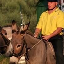 Palio dei Ciuchi di Barontoli