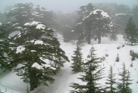 Cedars_under_the_snow