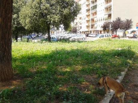 Colli Albani, come tutta Roma, è terra di nessuno. La disperazione dei residenti per un degrado che non era, in queste proporzioni, neppure immaginabile