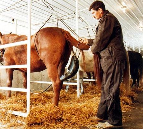 Estrogeni da urine di cavalla