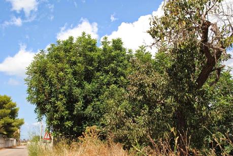 Oliveti che Ivano Gioffreda Presidente dell'Associazione Spazi popolari afferma siano affetti dal ‘complesso del disseccamento rapido dell’olivo’ (olive rapid decline complex) fotografati in questi giorni.