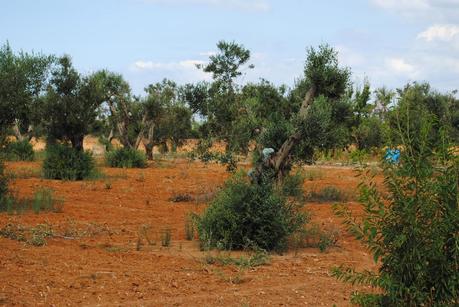 Oliveti che Ivano Gioffreda Presidente dell'Associazione Spazi popolari afferma siano affetti dal ‘complesso del disseccamento rapido dell’olivo’ (olive rapid decline complex) fotografati in questi giorni.