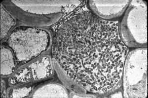 Xylella fastidiosa subspecie pauca fa parte dei batteri fastidiosi