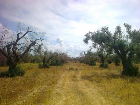 Foto di oliveti affetti dal ‘complesso del disseccamento rapido dell’olivo’ (olive rapid decline complex) curati da Ivano Gioffreda Presidente dell'Associazione Spazi popolari