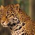 Il giaguaro braccato dai bracconieri che commercializzano la sua pelle.
