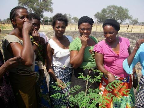 Moringa: l'albero della vita