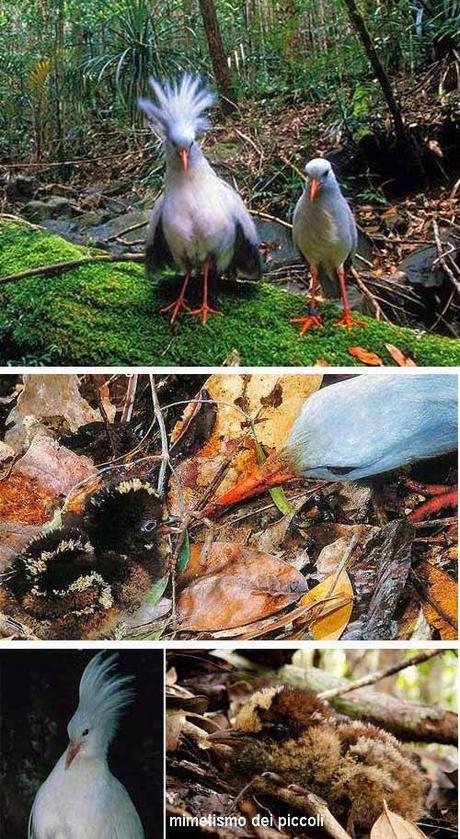 Kagu - uccello della Nuova Caledonia