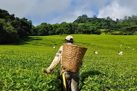 Un'esperienza unica: la degustazione del tè tra le dolci colline d'Africa