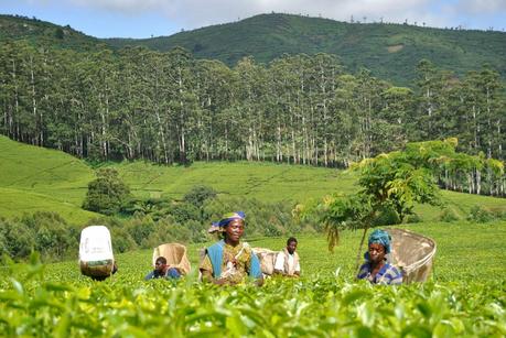 Un'esperienza unica: la degustazione del tè tra le dolci colline d'Africa