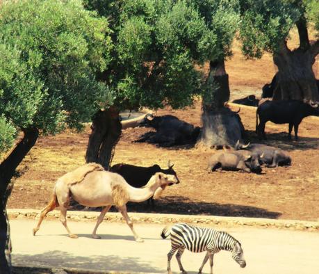 Salento holidays : zoo safari