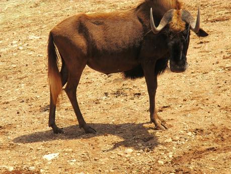 Salento holidays : zoo safari