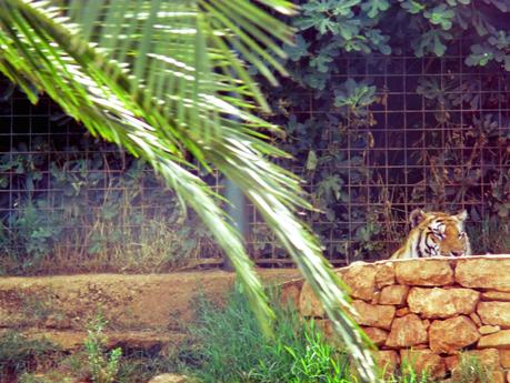 Salento holidays : zoo safari