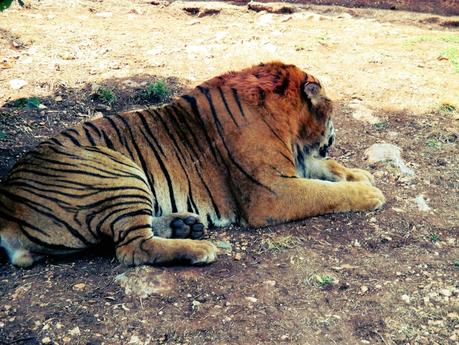 Salento holidays : zoo safari