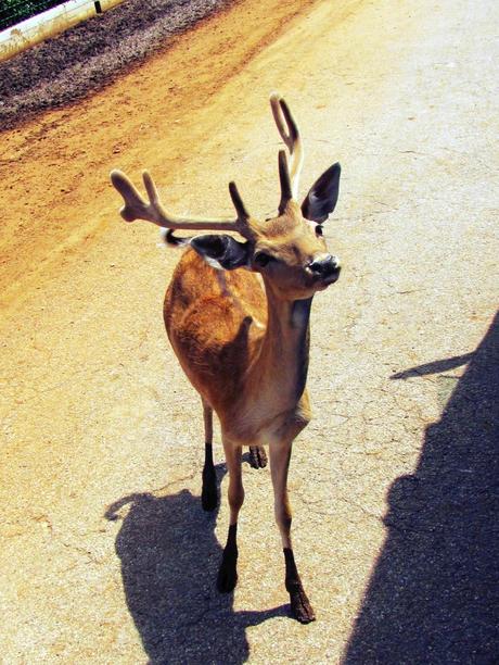 Salento holidays : zoo safari