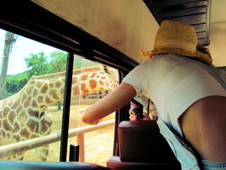 Salento holidays : zoo safari