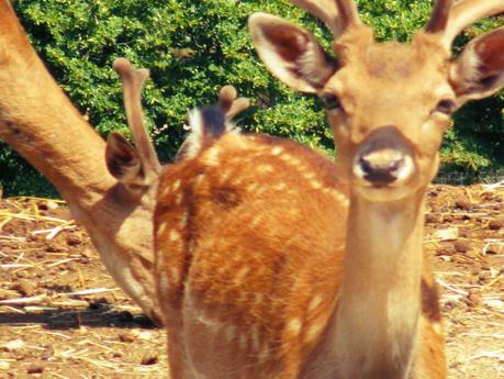 Salento holidays : zoo safari