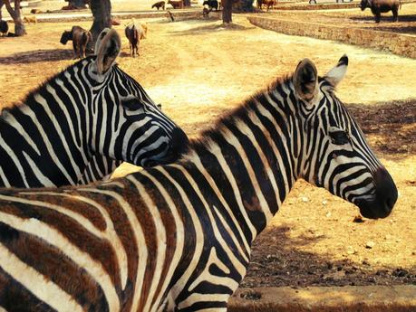 Salento holidays : zoo safari