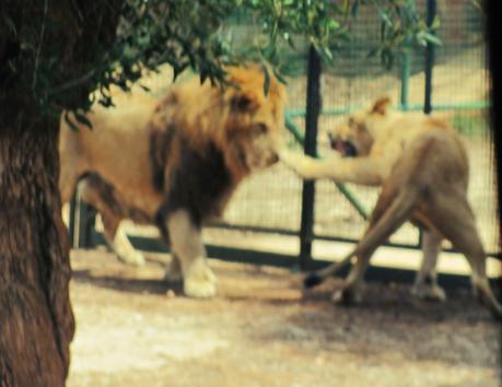 Salento holidays : zoo safari