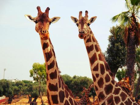 Salento holidays : zoo safari