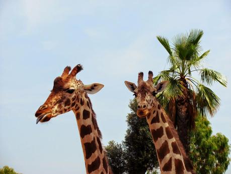 Salento holidays : zoo safari