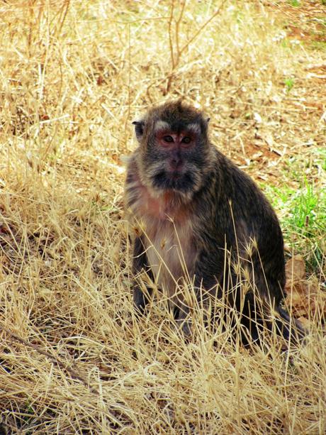 Salento holidays : zoo safari