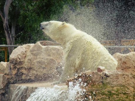 Salento holidays : zoo safari