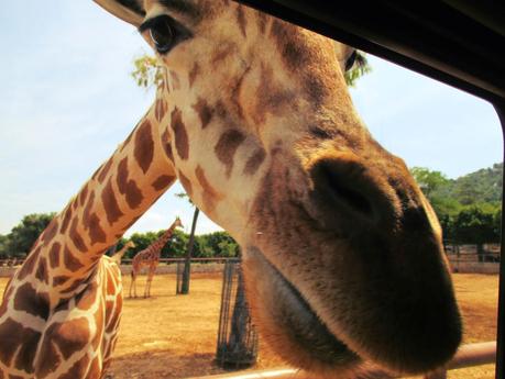 Salento holidays : zoo safari