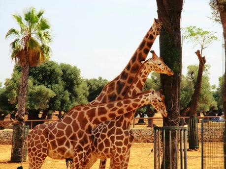 Salento holidays : zoo safari